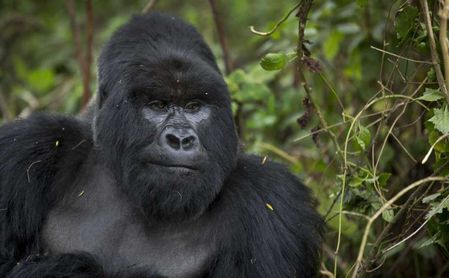 Gorilla Tracking Uganda