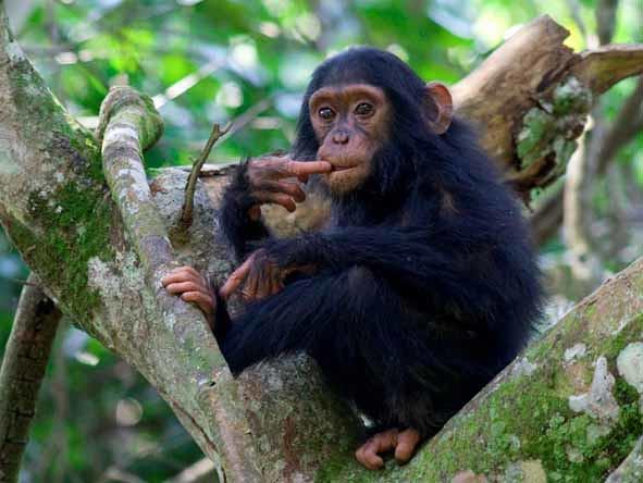 Uganda Primates Safari