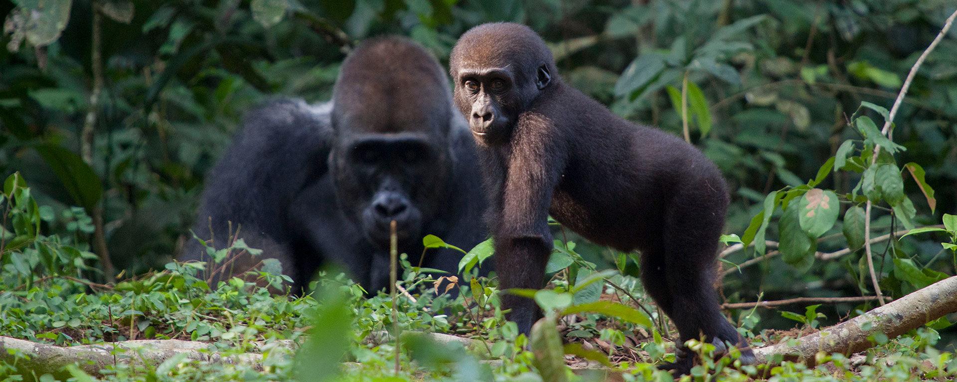 3 days Gorilla Safari Uganda Tour