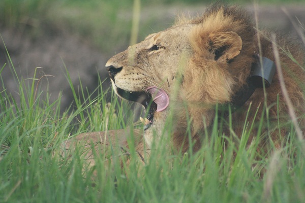 3-Days Uganda Wildlife safari