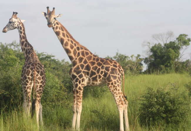 Wildlife safari ideas in Uganda