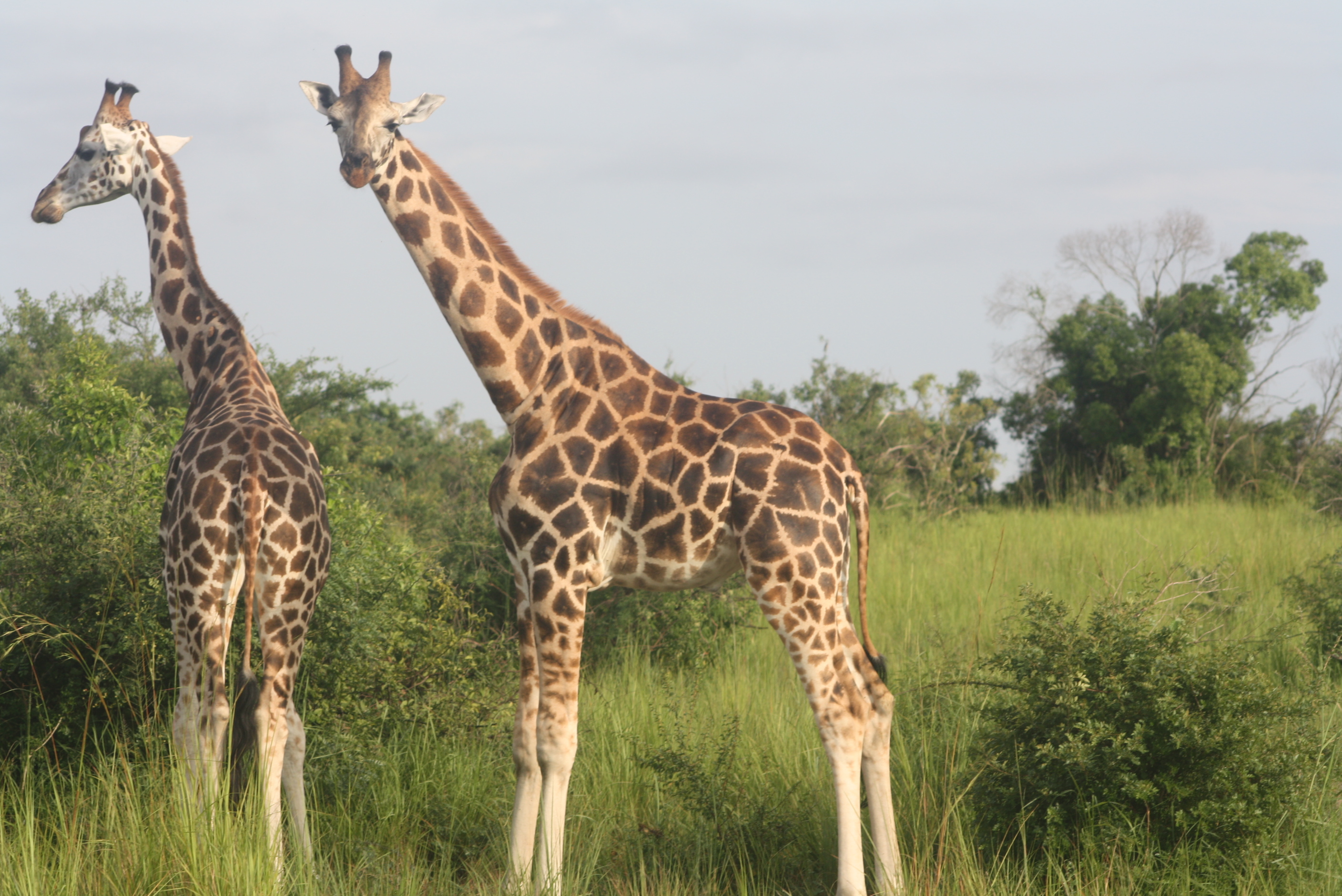 Wildlife safari ideas in Uganda
