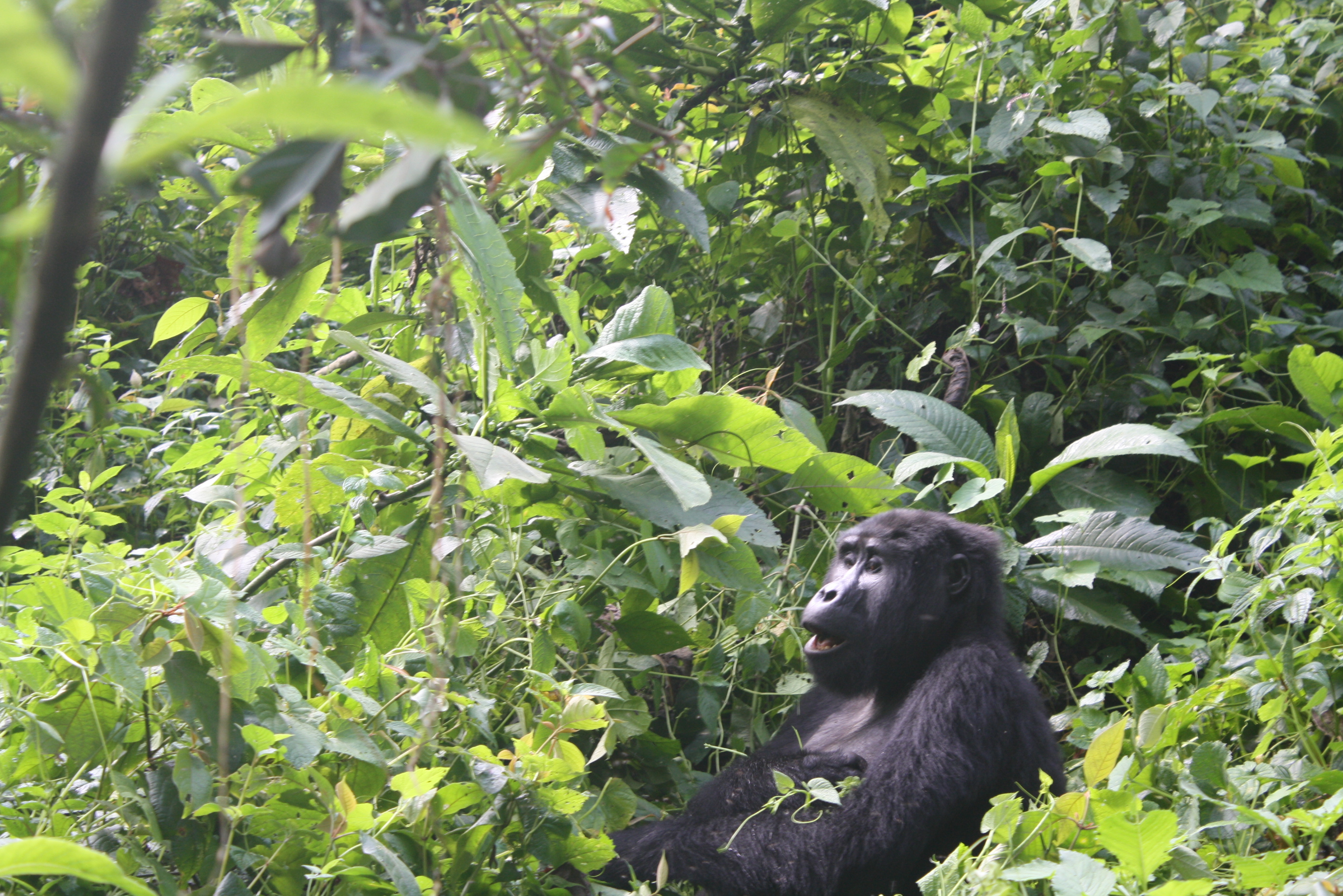 Gorilla Trekking Safari Bwindi
