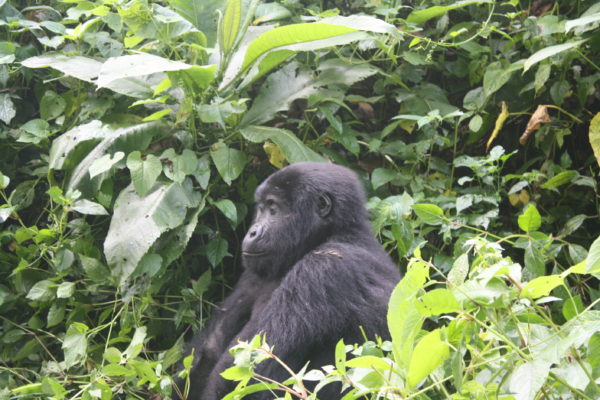 Gorilla Tracking Safaris Rwanda