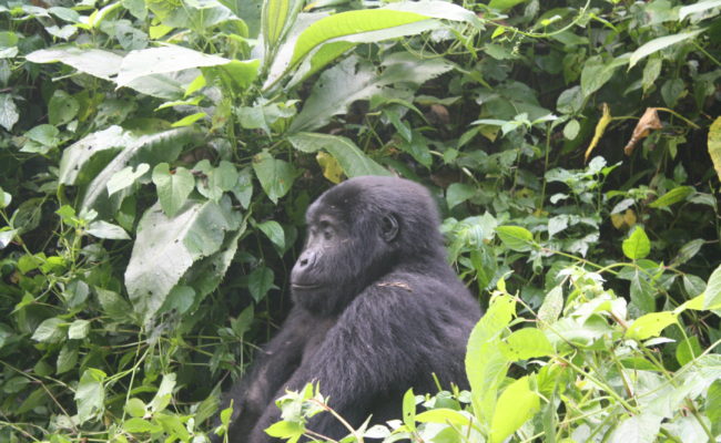 Gorilla Tracking Safaris Rwanda