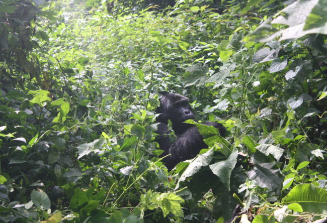 Gorilla Tracking Safari
