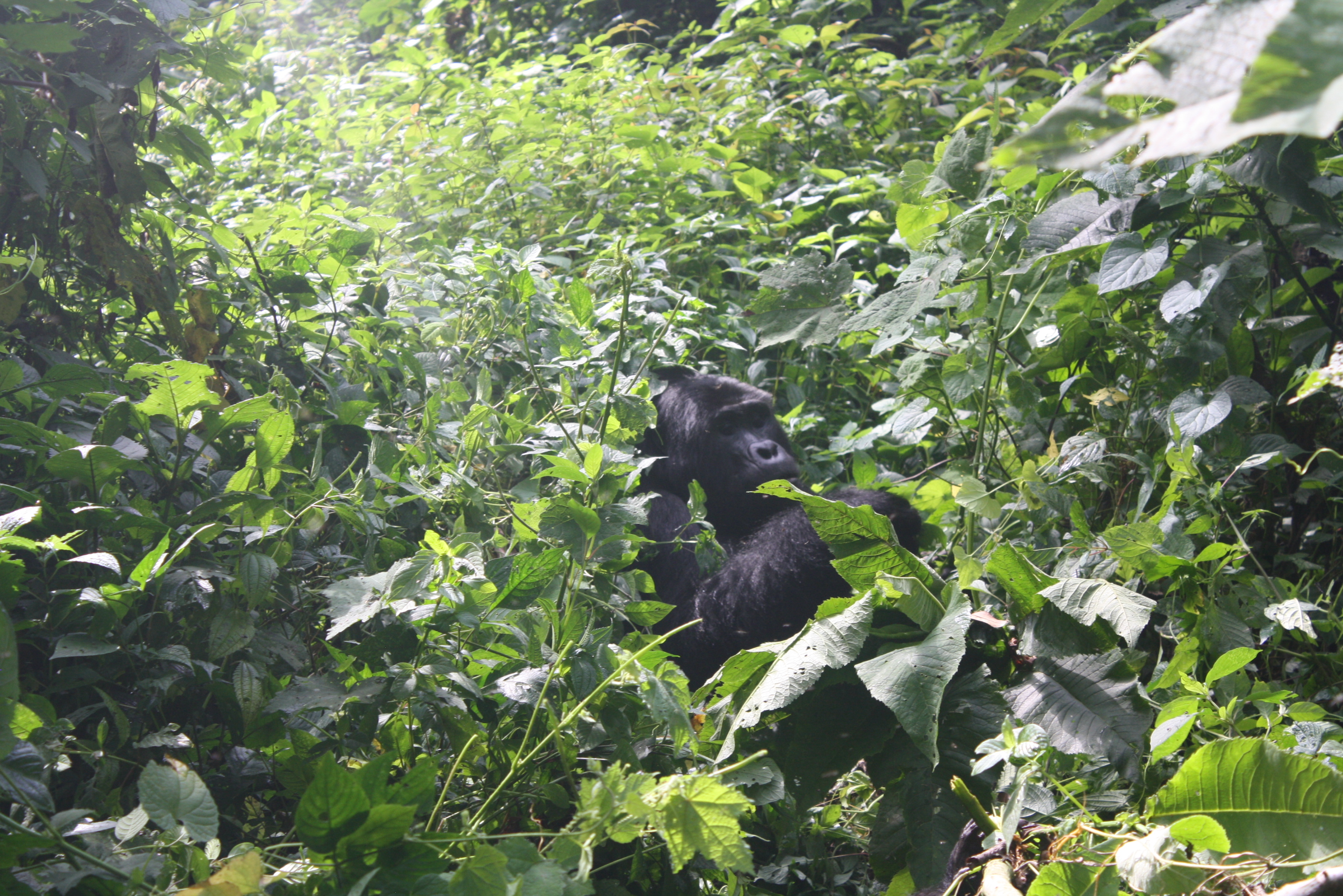 chimpanzee trekking safari 