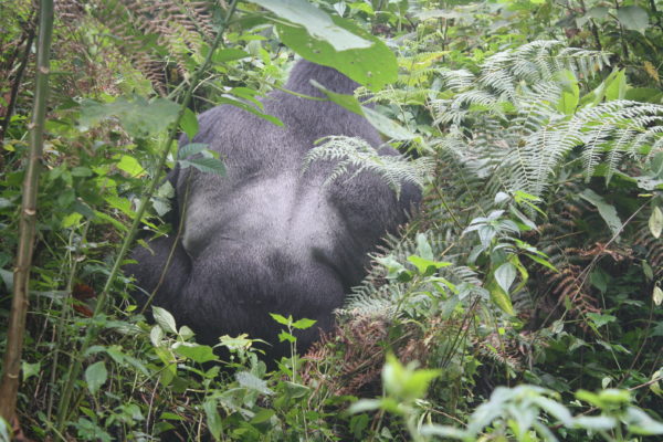Gorilla Tracking Safaris Uganda