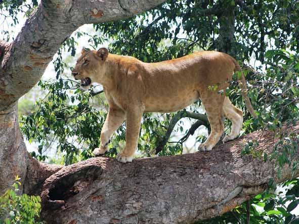 11-Days Uganda Wildlife Adventure Safari