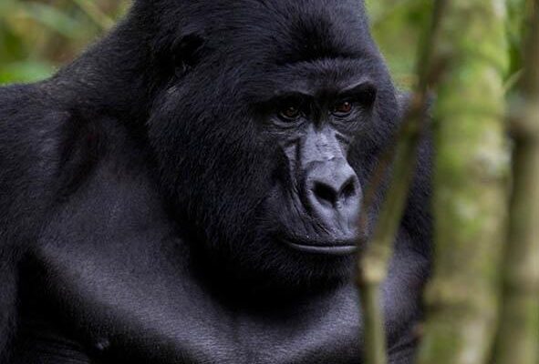 Uganda Gorilla Safaris to Mgahinga National Park