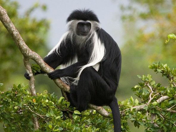 6 Days Uganda Chimp Tracking tour Rwanda Gorilla Safari