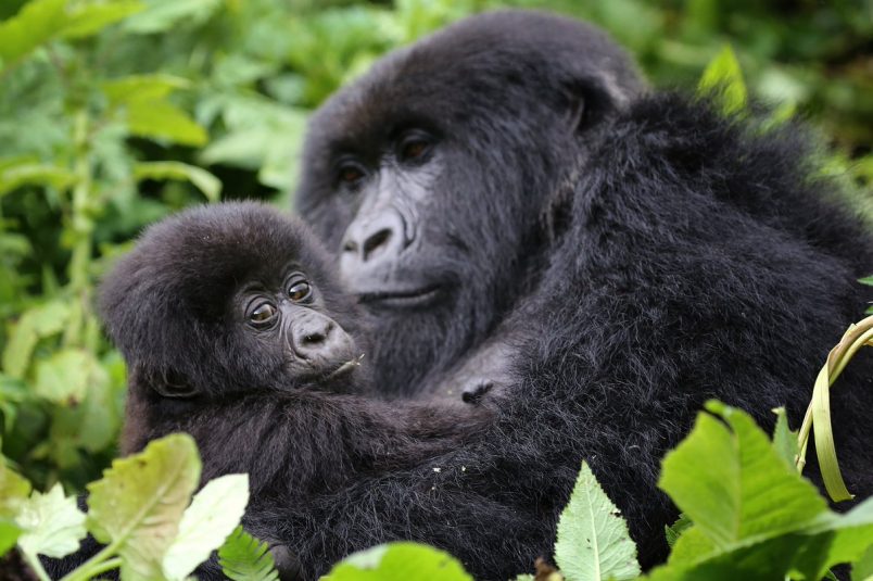 Are there any Mountain Gorillas in Zoos?