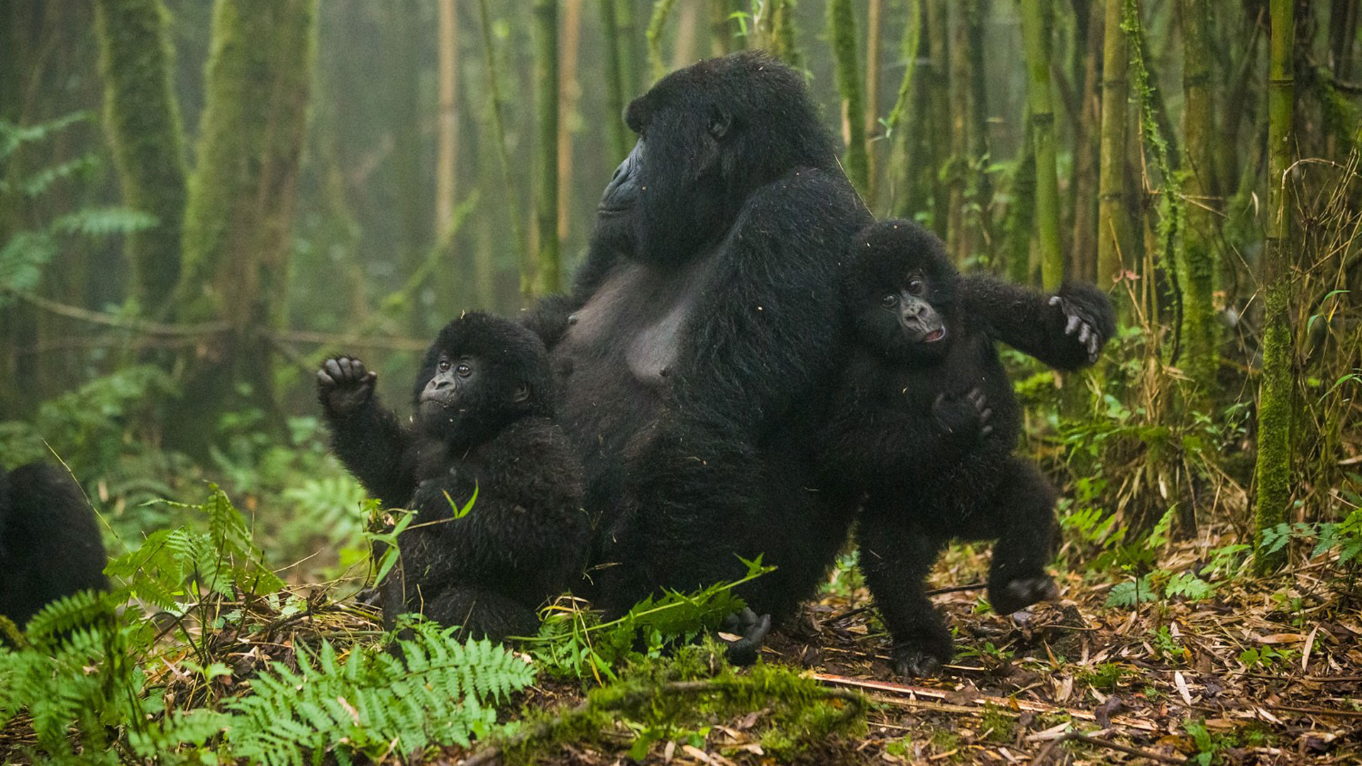 Why Trek Mountain Gorillas in Rwanda?
