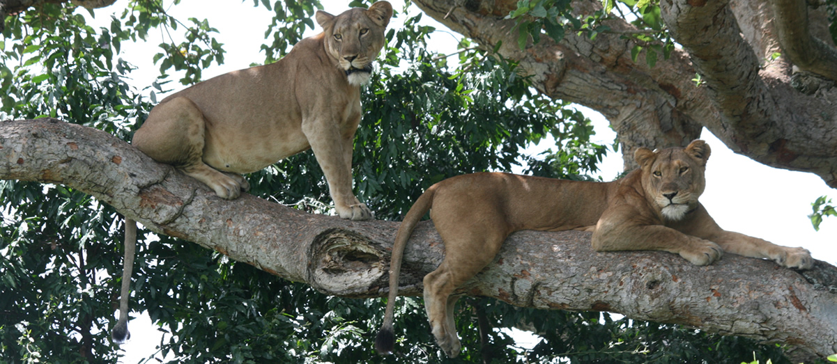 Short Uganda Wildlife safaris