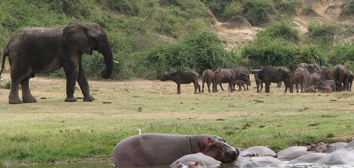 5 Days Murchison falls Uganda Wildlife Safaris Tour