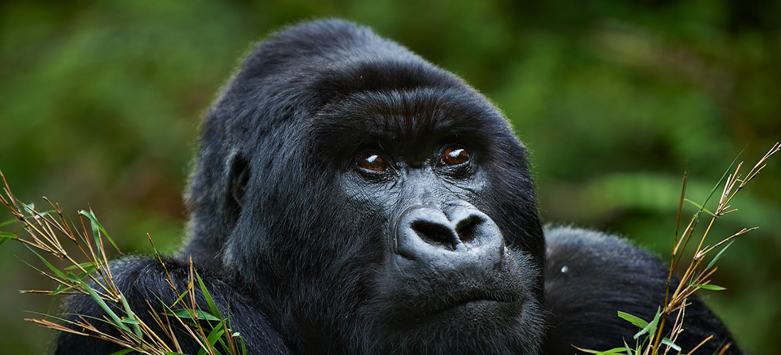 Rwanda Gorilla trekking rules and regulations