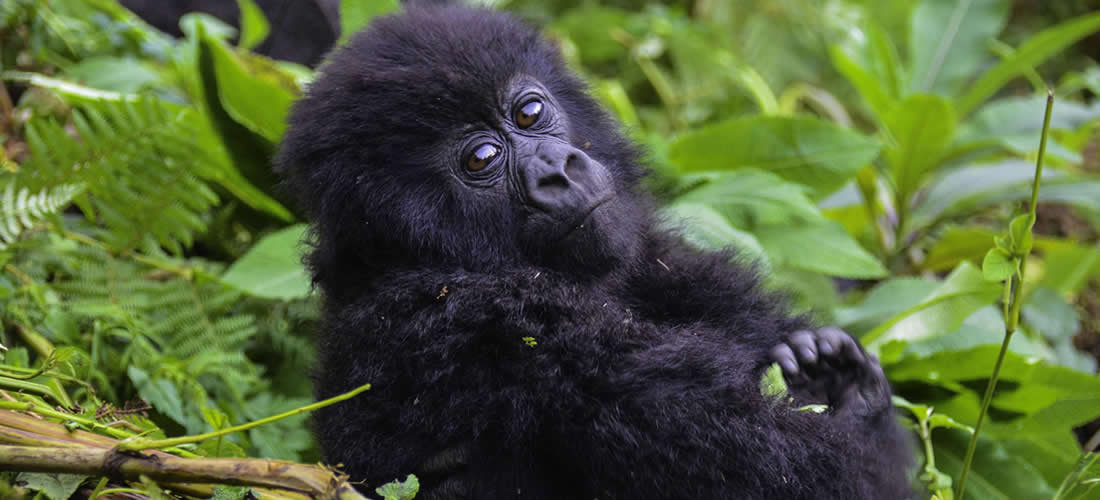 5 days Uganda gorilla tour