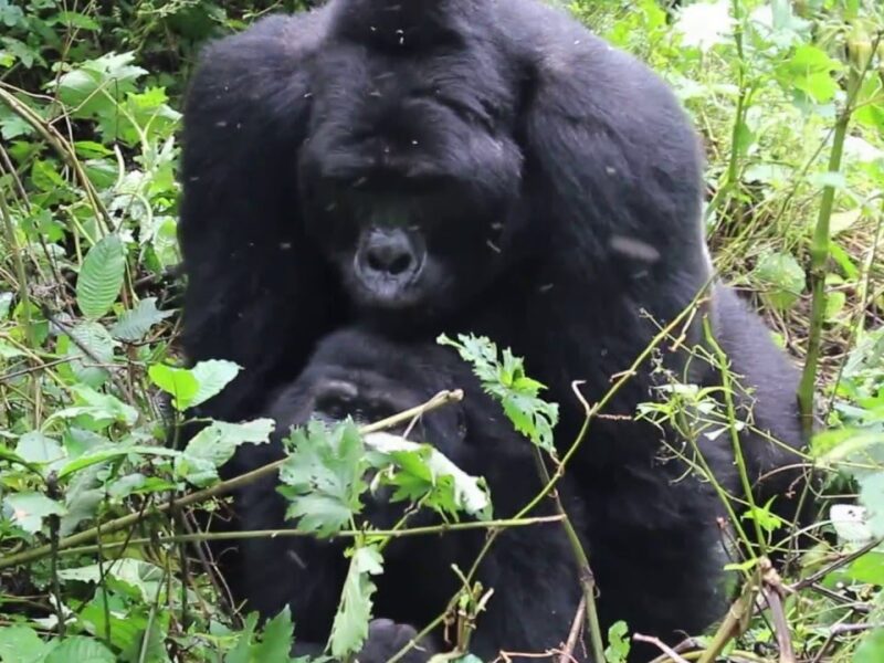 Reproduction in mountain gorillas