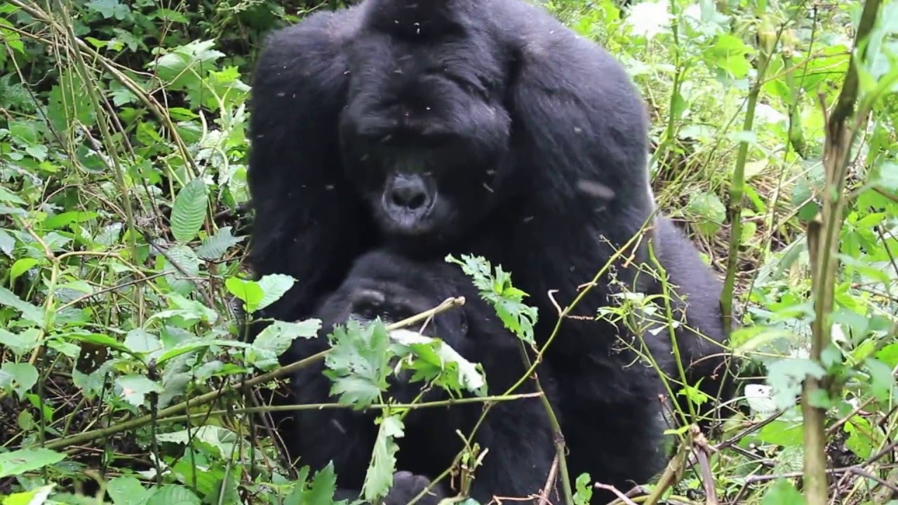 Reproduction in mountain gorillas
