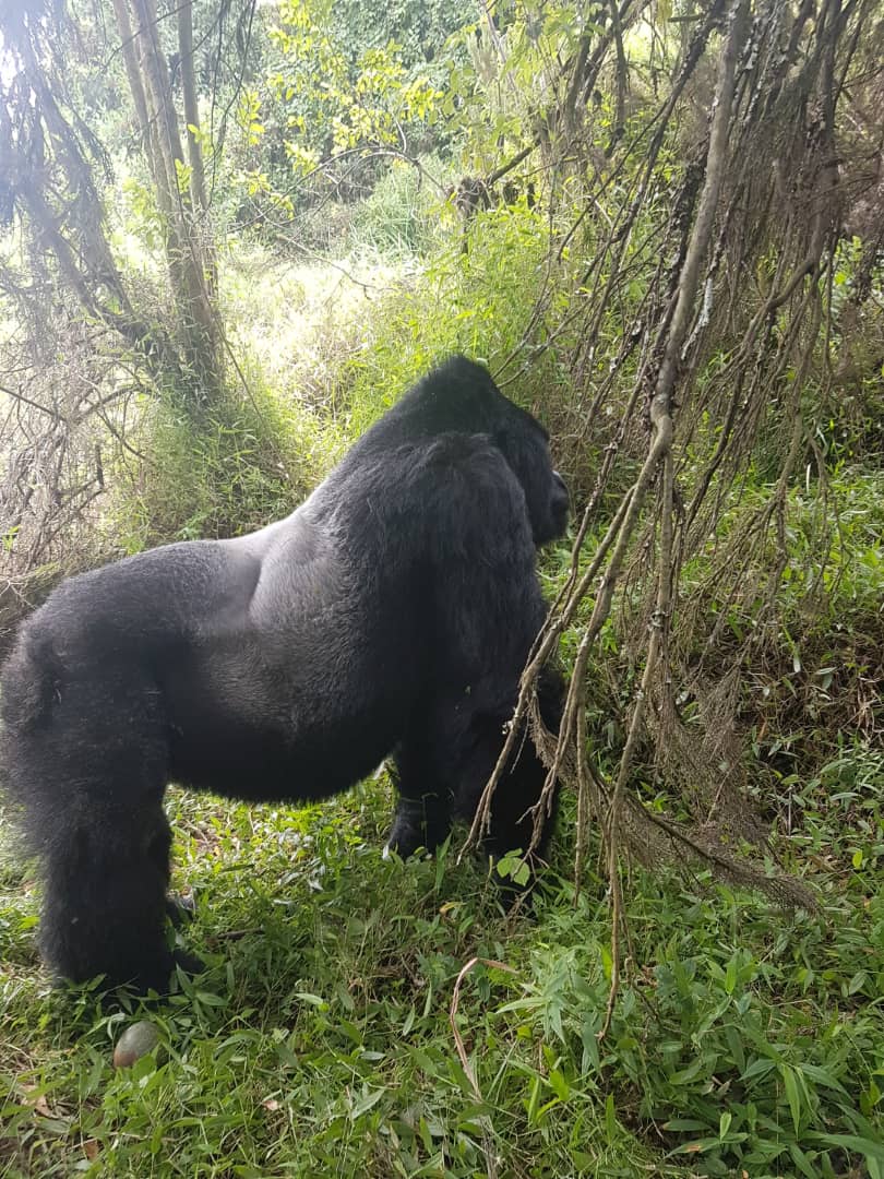 3-Days Gorilla Trekking Safari Bwindi Uganda Tour