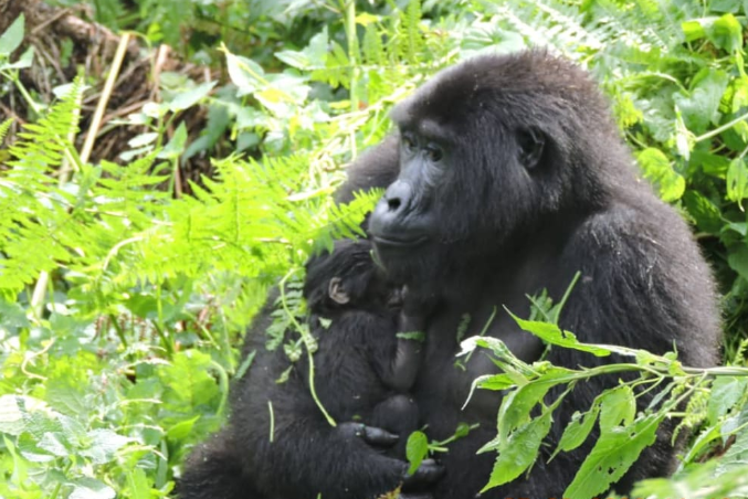 6 Days Bwindi Gorilla Safari