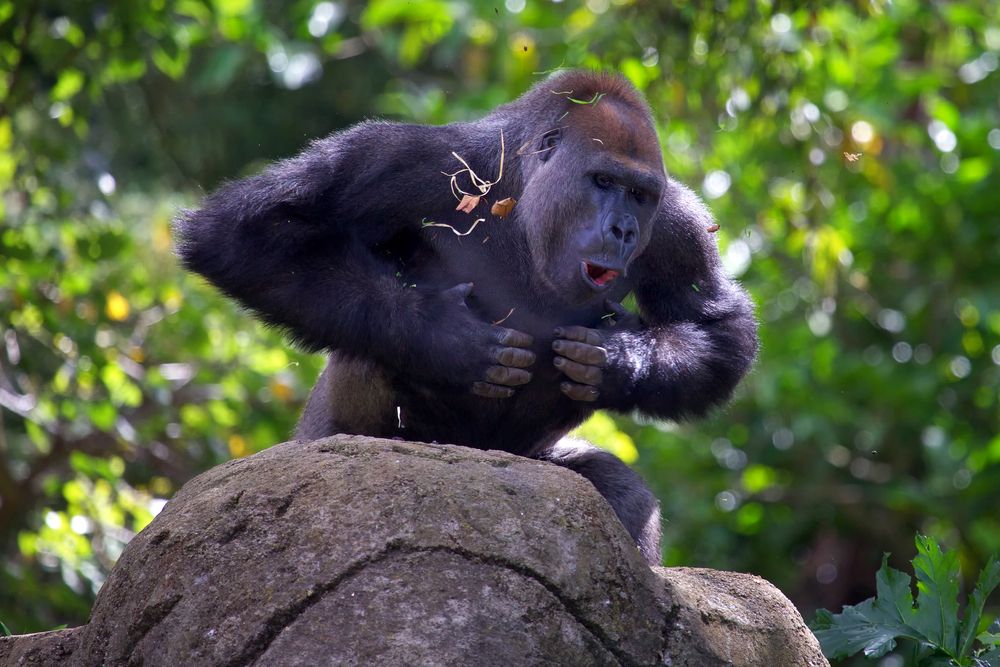 9-Days Uganda Primates Tour and Wildlife Safari