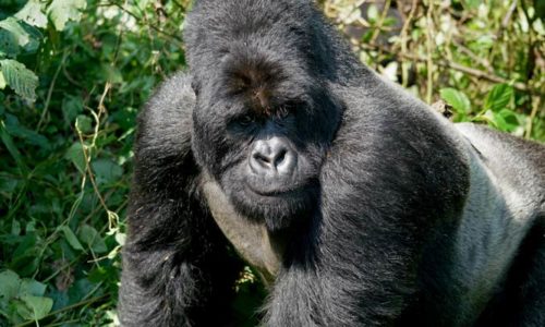 Role of Silverback Mountain Gorillas in a family