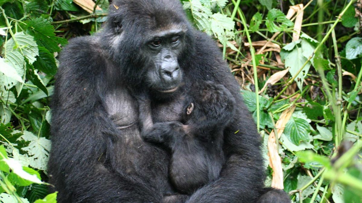 Role of Female Gorillas in a Family