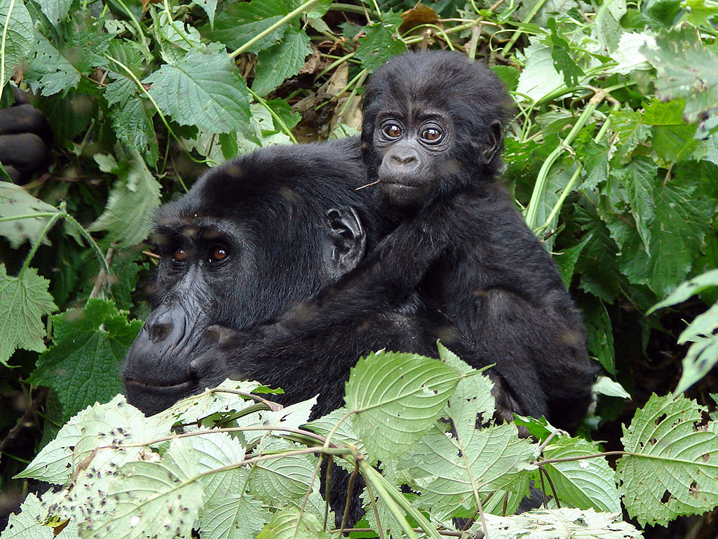 Short Rwanda gorilla treks