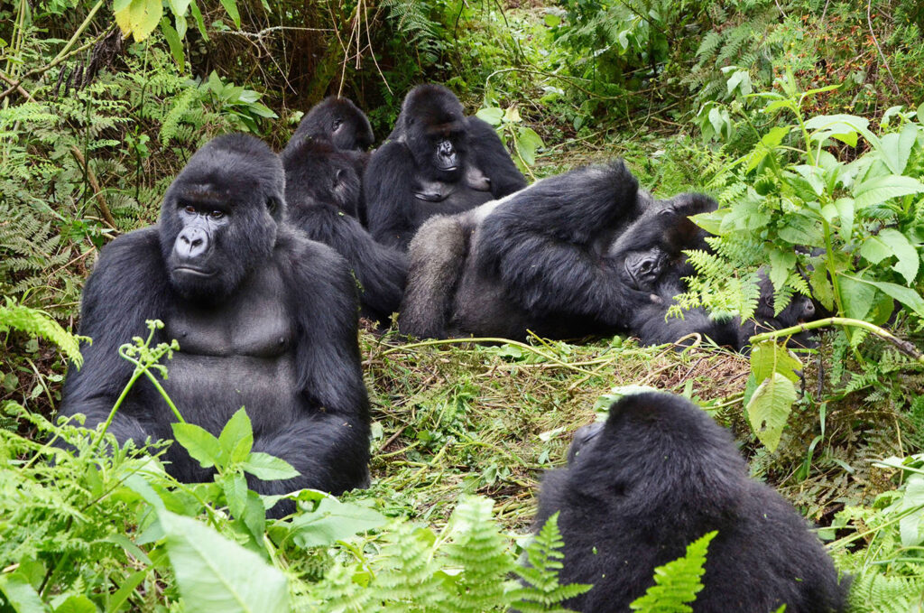Discounted Uganda Gorilla Trekking Permits 2021 Gorilla Tracking Uganda