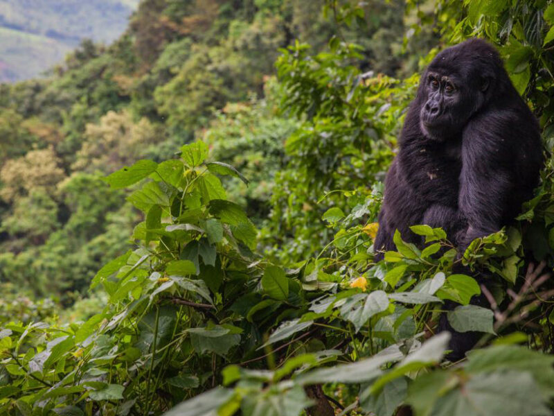 Why do male gorillas beat their chests?