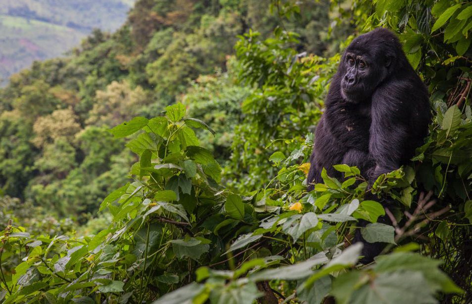 Why do male gorillas beat their chests?