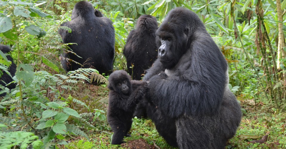 Rwanda Gorilla Trekking age Limit - Minimum 15 years
