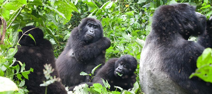 Mountain Gorillas in Uganda 