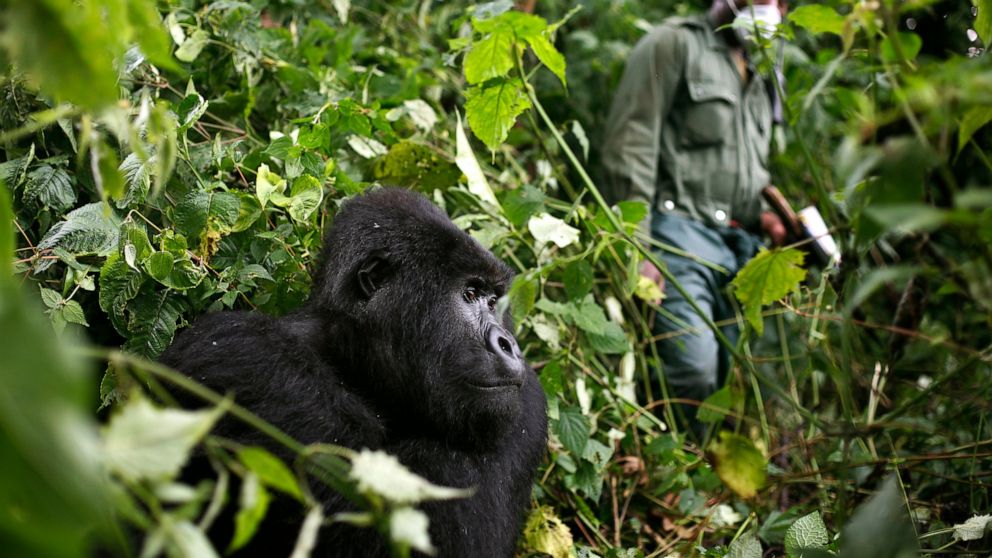 Why is gorilla trekking in Rwanda Expensive?