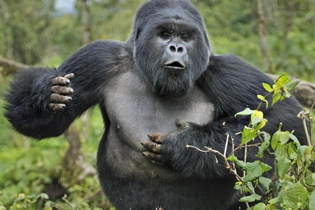 How dangerous are gorillas to humans?