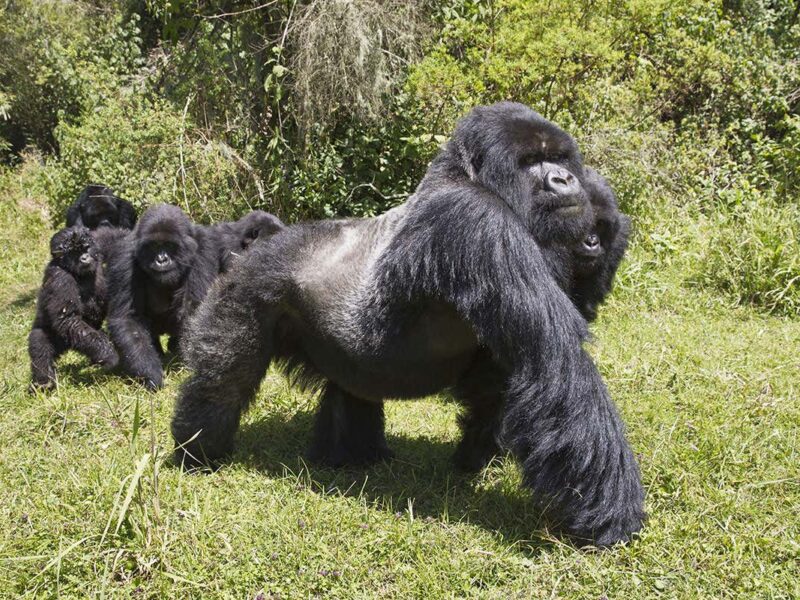 Uganda Vs Rwanda Gorilla trekking
