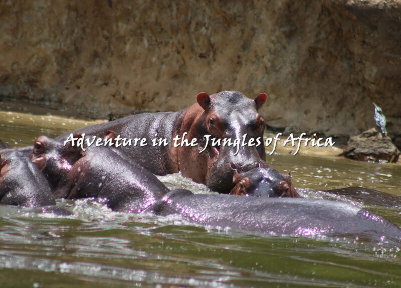 Africa Adventure Safaris