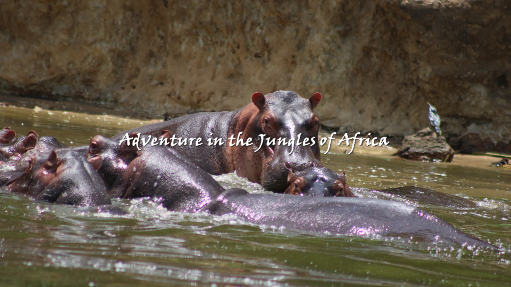 Africa Adventure Safaris
