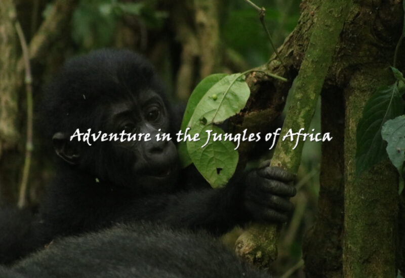 Uganda Gorilla Trekking safari