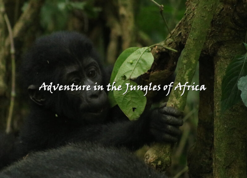 Uganda Gorilla Trekking safari