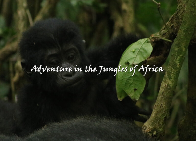 Trekking Gorillas in Rwanda