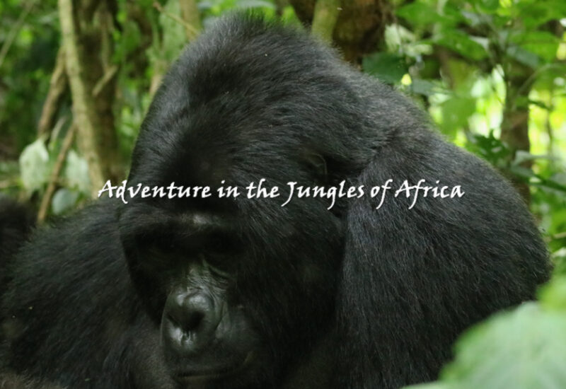 GorillaTtrek Rwanda
