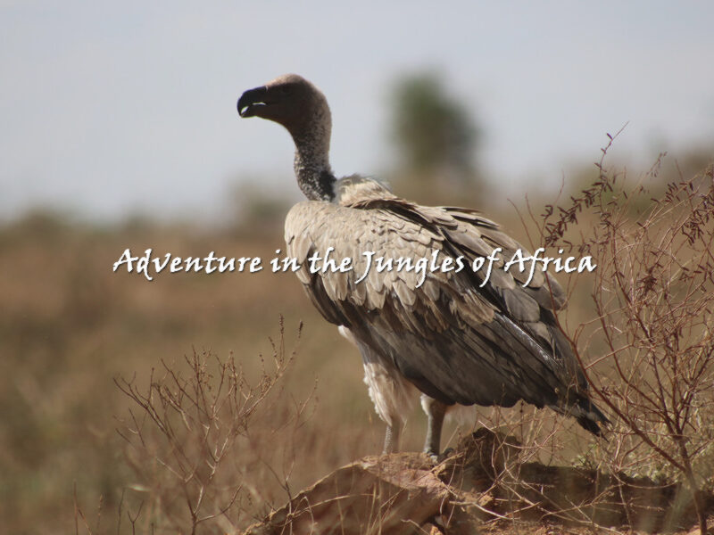 Birding Safari in Uganda