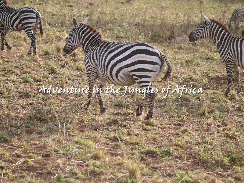 Best Africa Adventure Safaris