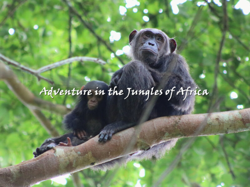 Uganda Safari Itinerary