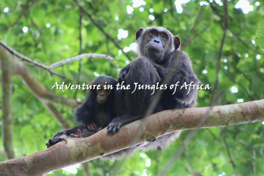 Uganda Safari Itinerary