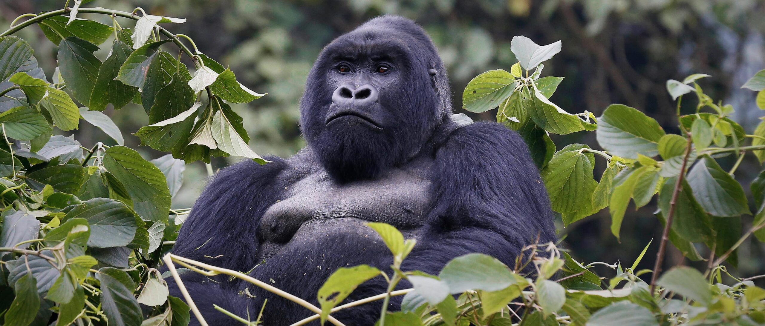 Bwindi gorilla trekking safari
