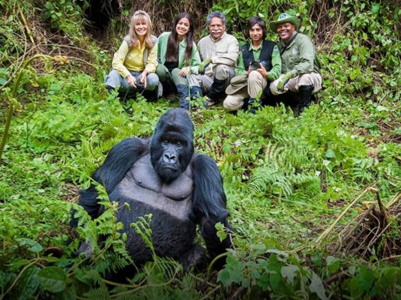 Gorilla Tracking/trekking Tours Africa