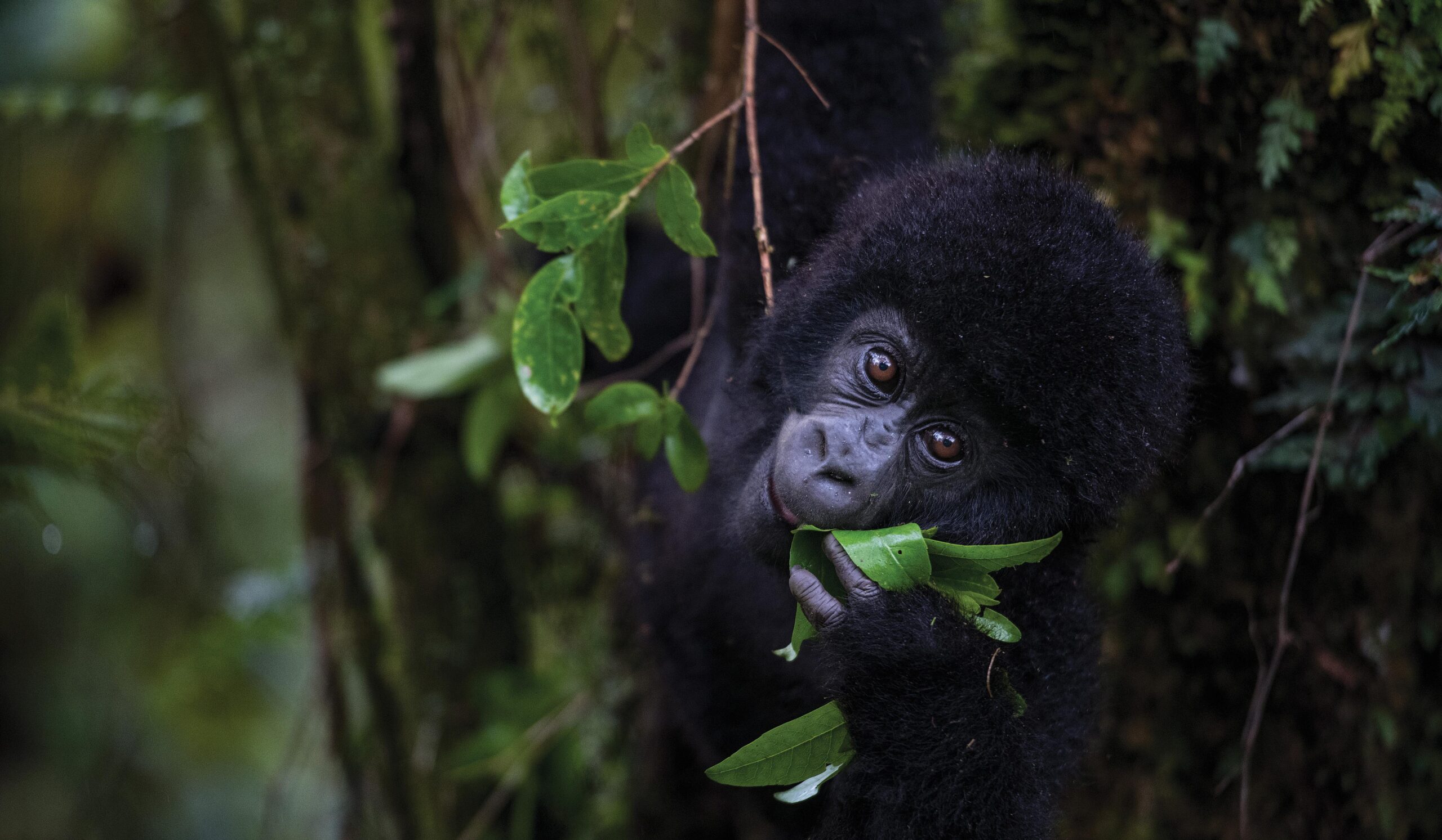 Bwindi gorilla trekking safari Uganda
